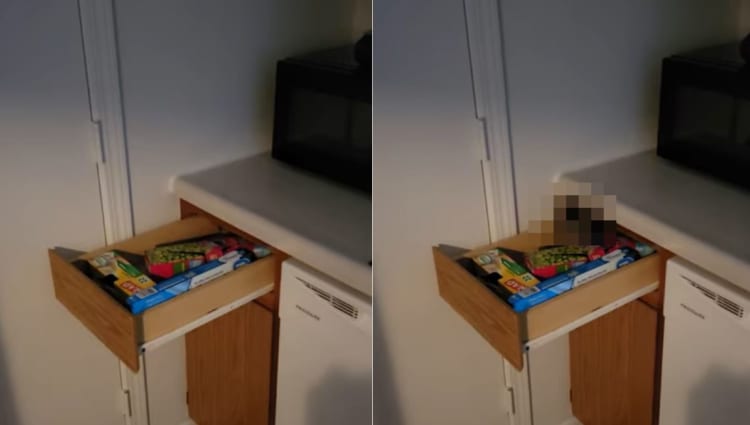 誰もいない机の引き出しがひとりでに開いたと思ったら・・・【幽霊の正体見たり子猫かな】