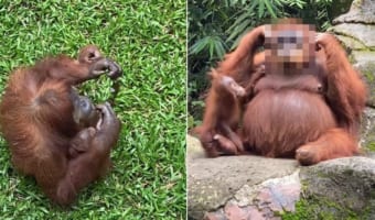 来場者が落としてしまったサングラスを身に付けた賢いオランウータン、その姿が超カッコいい！！