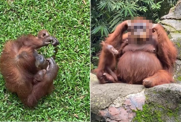 来場者が落としてしまったサングラスを身に付けた賢いオランウータン、その姿が超カッコいい！！