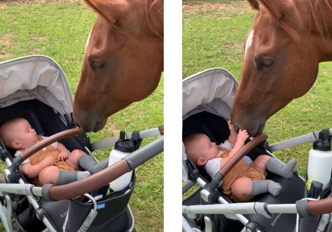 赤ちゃんとお馬さんの初めまして！優しい触れ合いを捉えた映像が尊い！