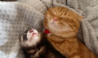 寝付けない末っ子なネコが甘えたのは・・・フェレットのお兄ちゃん！かわいく甘える行動も一緒にお昼寝する姿も尊い・・・