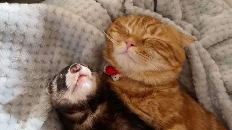 寝付けない末っ子なネコが甘えたのは・・・フェレットのお兄ちゃん！かわいく甘える行動も一緒にお昼寝する姿も尊い・・・