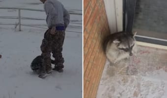 「寒いのイヤ！お家の中に戻りたい！！」って言っていそう。どうしてもお家に戻りたいアライグマ