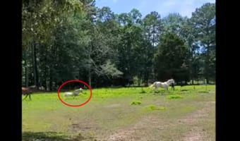 カッコよく走っていたのに滑ってしまった白馬・・・ところで何か映り込んでましたよね???【怖いものではないです本当です】