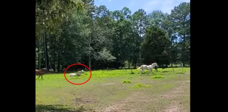 カッコよく走っていたのに滑ってしまった白馬・・・ところで何か映り込んでましたよね？？？【怖いものではないです本当です】