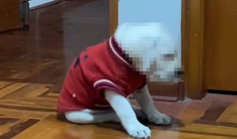 これはきゃわわ！おネムな子犬は、もう座っているのもままならないようです