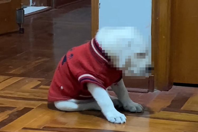 これはきゃわわ！おネムな子犬は、もう座っているのもままならないようです