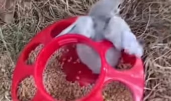 容器の穴にすっぽりはまって抜けなくなったヒヨコ。その状況に気付いた飼い主さんの手で無事救出されました!