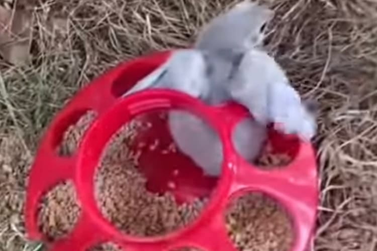 容器の穴にすっぽりはまって抜けなくなったヒヨコ。その状況に気付いた飼い主さんの手で無事救出されました！