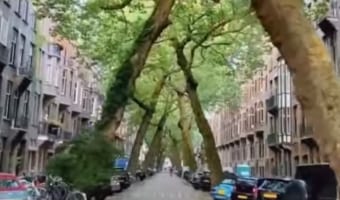 住宅街に現れた異世界!アムステルダムにある木のトンネルが神秘的で美しい!