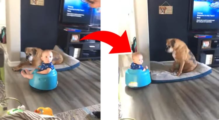 ロボット掃除機に興味津々の赤ちゃん。そこでベビーチェアごとロボット掃除機の上にドッキングさせてみたところ・・・