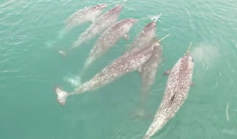 これはスゴい!北極海を泳ぐイッカクの群れをカメラは捉えました!!