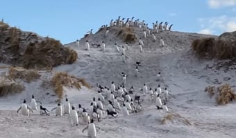 砂丘を必死に駆け下りるペンギンたちの群れがかわいすぎる!