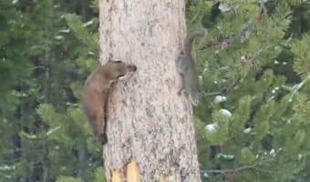 木の上をクルクル、クルクル。リスとテンのかわいい鬼ごっこのように見えますが・・・【所詮この世は弱肉強食】