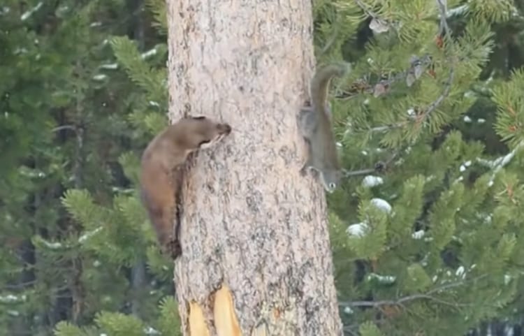 木の上をクルクル、クルクル。リスとテンのかわいい鬼ごっこのように見えますが・・・【所詮この世は弱肉強食】