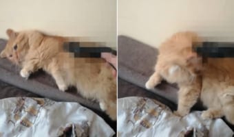 ブラッシング嫌いなネコ。しかし、○○で毛並みを整えるのは大好きなようです