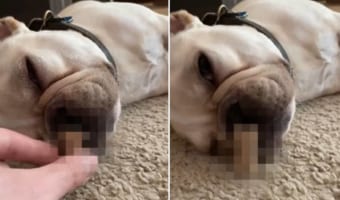『あるもの』を使って愛犬に最高の寝起きを提供する飼い主さん