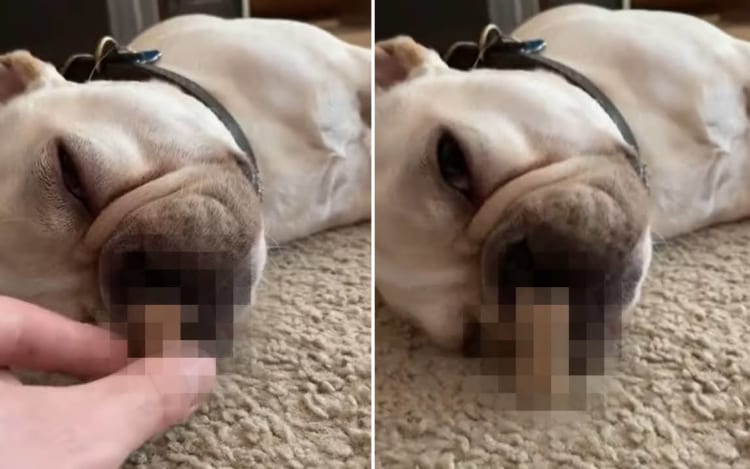 『あるもの』を使って愛犬に最高の寝起きを提供する飼い主さん