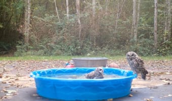 プールの決闘！子供用プールを巡り、熱い戦いを繰り広げたフクロウたちは・・・意外な結末を迎えました