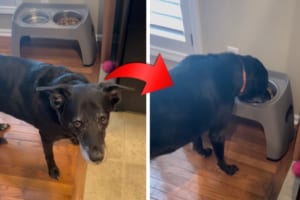 ドッグフードをそのままの状態では食べたくない愛犬。しかし、飼い主さんがあることをしてあげると・・・