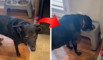 ドッグフードをそのままの状態では食べたくない愛犬。しかし、飼い主さんがあることをしてあげると・・・