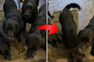 「まだかな～、早く呼ばれないかな～」自分の名前を呼ばれたらお家に入る、お利口さんなラブラドールレトリバーたち