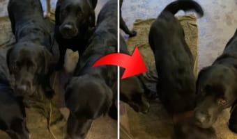 「まだかな~、早く呼ばれないかな~」自分の名前を呼ばれたらお家に入る、お利口さんなラブラドールレトリバーたち