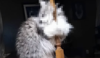 「チップくださいニャ」ポールに掴まってクネクネするネコ。その姿がまるでポールダンサーのよう!