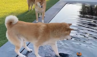 「こっちに来るんだワン!」プールに落ちたボールを取りたい柴犬。しかし、うまくいかなくて最後は・・・
