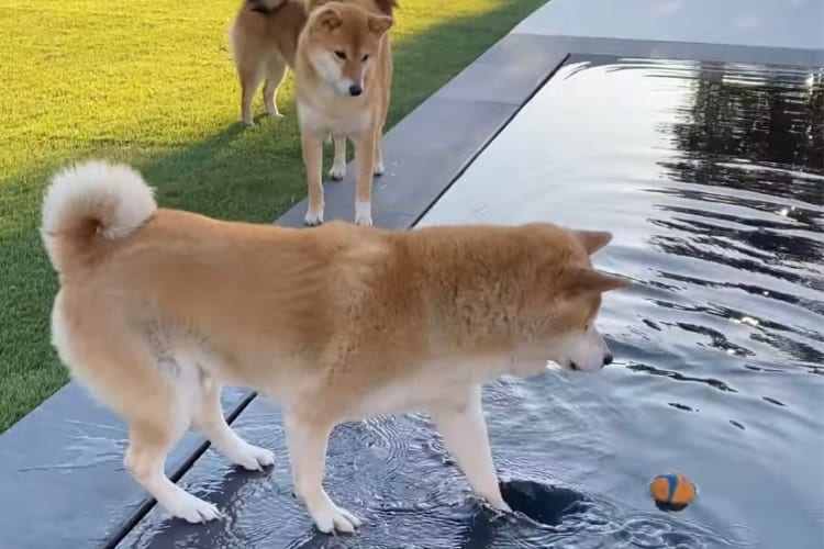 「こっちに来るんだワン！」プールに落ちたボールを取りたい柴犬。しかし、うまくいかなくて最後は・・・