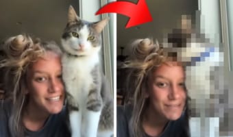 愛猫のことを紹介する動画を撮影したかったのに・・・。愛猫の思わぬ行動に笑ってしまう飼い主さんでした