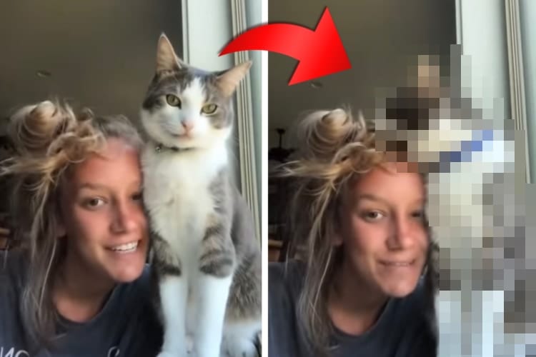 愛猫のことを紹介する動画を撮影したかったのに・・・。愛猫の思わぬ行動に笑ってしまう飼い主さんでした