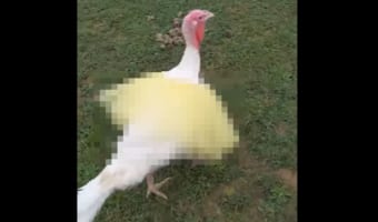 七面鳥ってなんだかバレエダンサーに似ているなぁと思ったのでつい・・・。七面鳥にチュチュを着せてみた姿がこちら