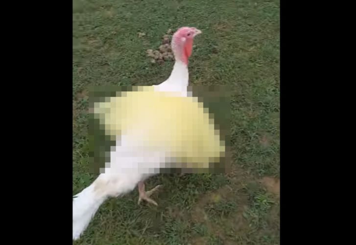 七面鳥ってなんだかバレエダンサーに似ているなぁと思ったのでつい・・・。七面鳥にチュチュを着せてみた姿がこちら