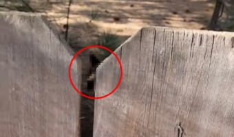 危機一髪すぎる！！愛犬たちを裏庭で遊ばせていた男性。ふと柵の向こうを覗くと、そこには、え？クマ？？