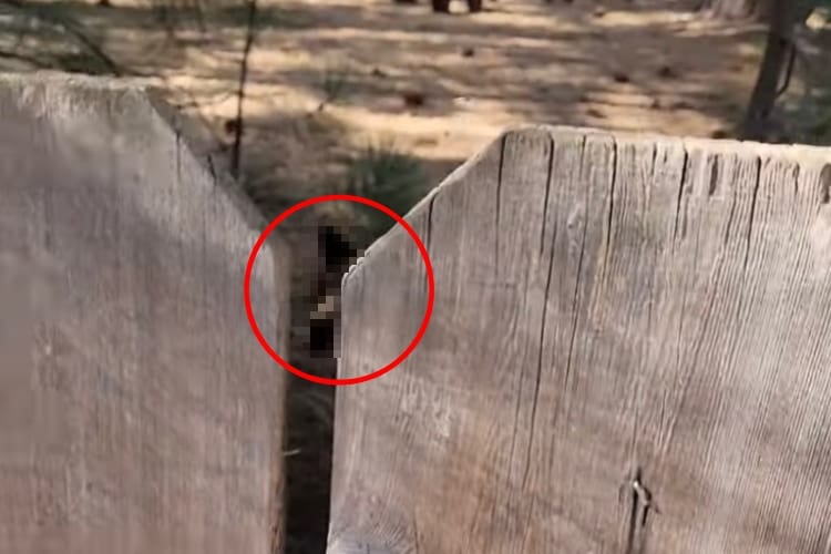 危機一髪すぎる！！愛犬たちを裏庭で遊ばせていた男性。ふと柵の向こうを覗くと、そこには、え？クマ？？