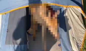 少年たちがキャンプをしていたら・・・テントに愛らしい珍客がやって来たようです