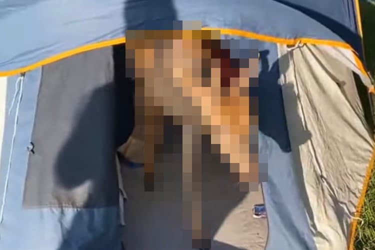 少年たちがキャンプをしていたら・・・テントに愛らしい珍客がやって来たようです