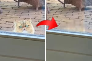 ネコに窓の外からじっと見つめられている！と思ったら・・・なんだかコミカルな動きをして去っていきました