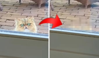 ネコに窓の外からじっと見つめられている！と思ったら・・・なんだかコミカルな動きをして去っていきました