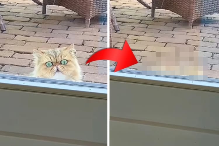 ネコに窓の外からじっと見つめられている！と思ったら・・・なんだかコミカルな動きをして去っていきました