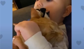 赤ちゃんと子猫の成長記。1ヶ月違いで生まれてきたふたりは、いつも一緒の仲良しきょうだいになりました