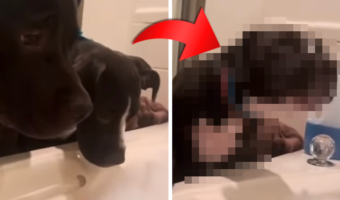 「ママだけずるいワン！」って言ってる？泡風呂に浸かる飼い主さんの隣で2匹の愛犬が・・・