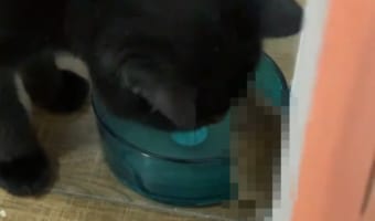 飼い主さんがキッチンを覗いたら・・・愛猫と○○○が仲良く水を飲んでいました!