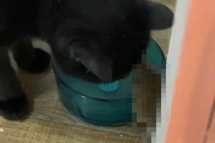 飼い主さんがキッチンを覗いたら・・・愛猫と○○○が仲良く水を飲んでいました！