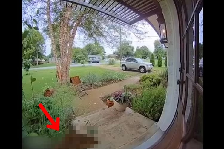 「ごめんくださ〜い」玄関のチャイムを鳴らした、小さくてかわいいお客さん。その正体は○○でした！