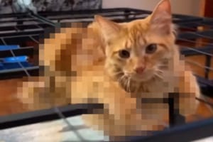 いったいどんな体勢？！マットレスがないベッドフレームでくつろぐネコの姿にジワる