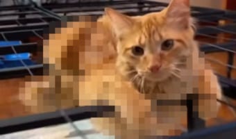 いったいどんな体勢？！マットレスがないベッドフレームでくつろぐネコの姿にジワる