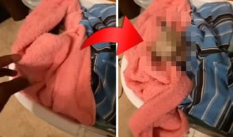 愛犬を起こす飼い主さん。しかし、朝が苦手な愛犬からしこたま怒られてしまいました！