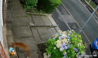 カメラは見た!玄関の前に配達された卵を盗んだのは・・・、なんと通りすがりの○○○でした!